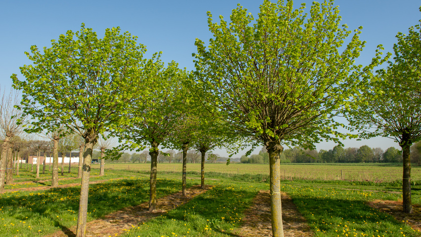 Tilia platyphyllos 'Örebro' Kopfform