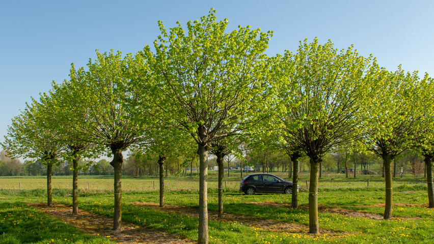 Tilia platyphyllos 'Örebro' Kopfform