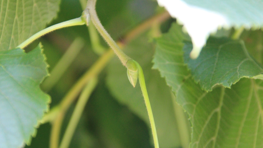 Tilia platyphyllos 'Örebro' Zweige