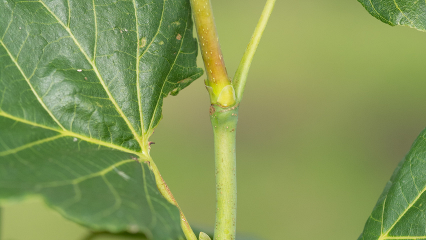 Tilia platyphyllos 'Örebro' Zweige