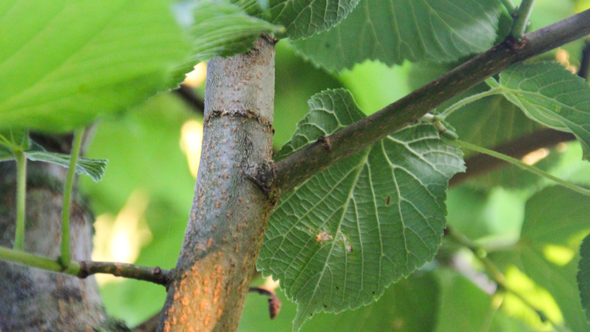 Tilia platyphyllos 'Örebro' Zweige