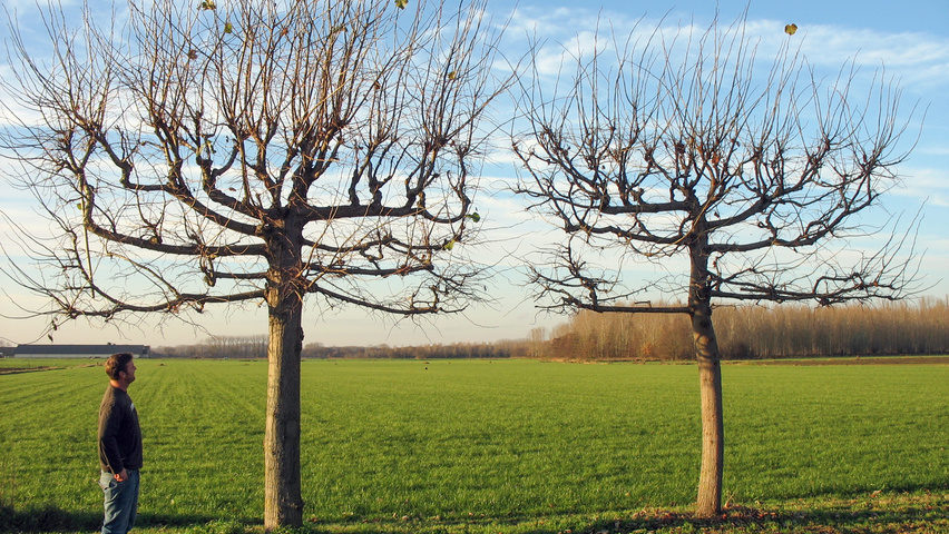Tilia platyphyllos pleached