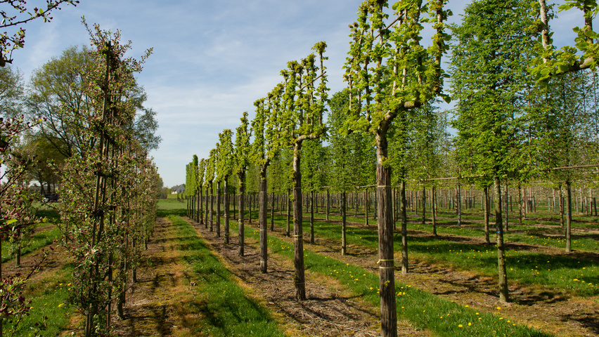 Tilia platyphyllos pleached