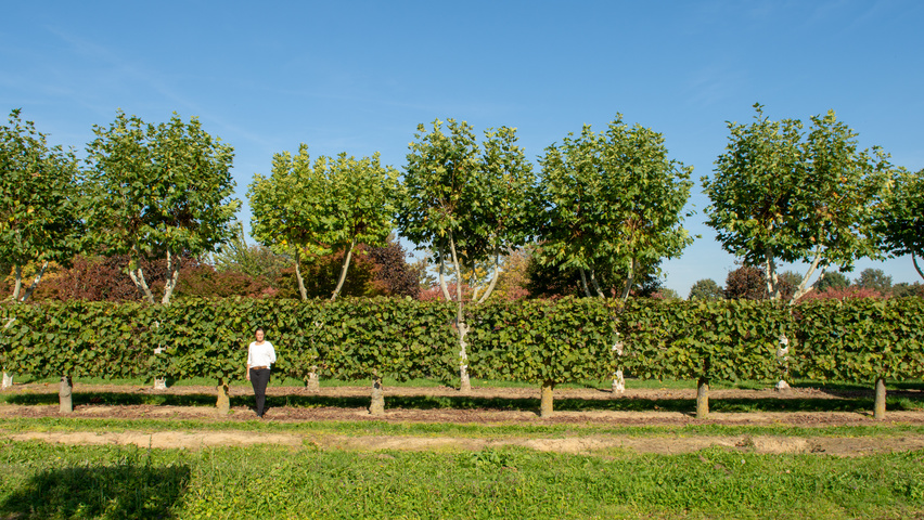 Tilia platyphyllos pleached