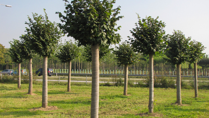 Tilia platyphyllos pollard