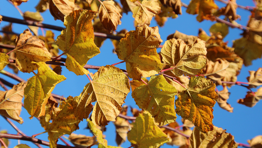 Tilia platyphyllos 'Rubra' liście jesienią
