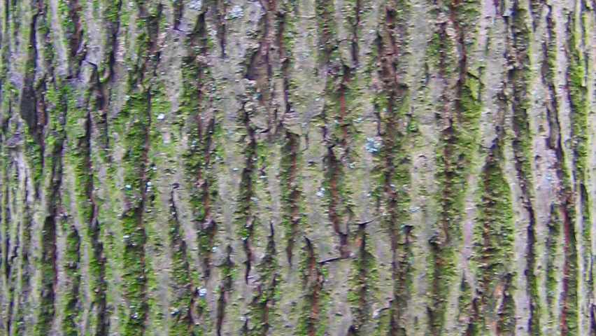 Tilia platyphyllos 'Rubra' kora