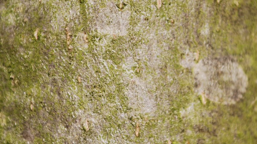 Tilia platyphyllos 'Rubra' kora