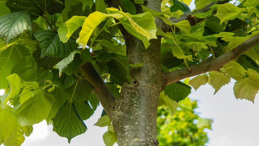 Tilia platyphyllos 'Rubra' kora