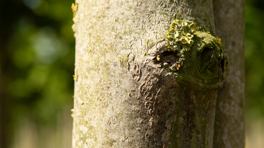 Tilia platyphyllos 'Rubra' kora