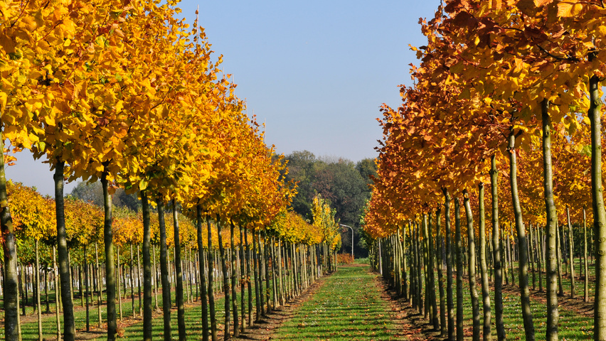 Tilia platyphyllos 'Rubra' pienne