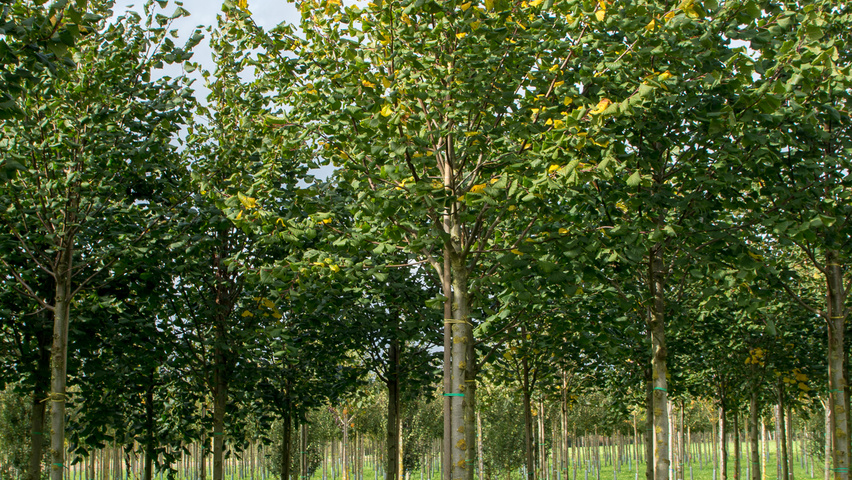 Tilia platyphyllos 'Rubra' pienne