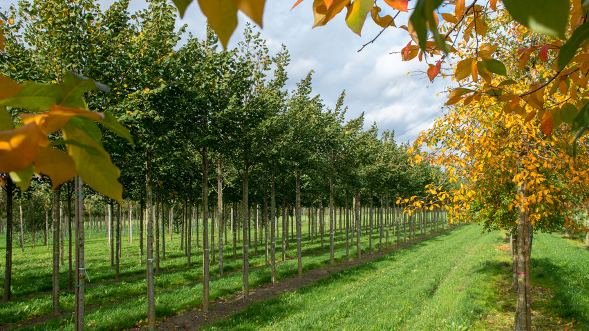 Tilia platyphyllos 'Rubra' pienne