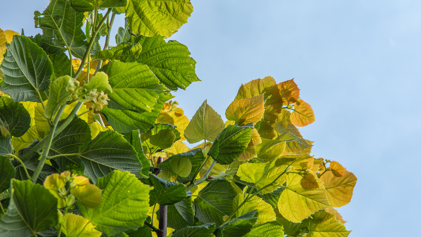 Tilia platyphyllos 'Rubra' liście