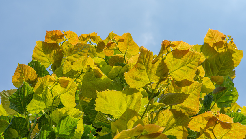 Tilia platyphyllos 'Rubra' liście