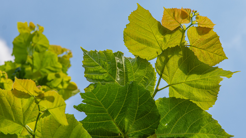 Tilia platyphyllos 'Rubra' liście