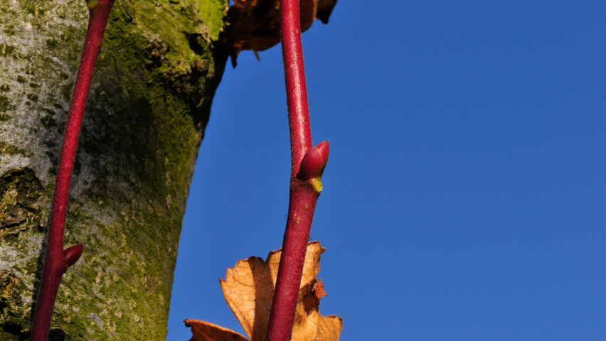 Tilia platyphyllos 'Rubra' pędy
