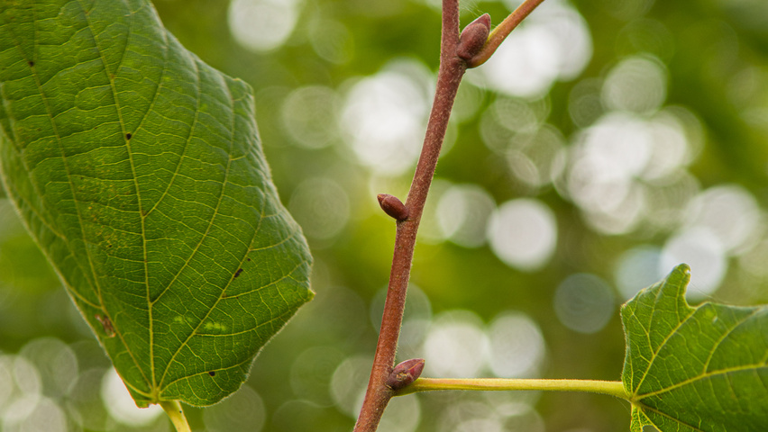 Tilia platyphyllos 'Rubra' pędy