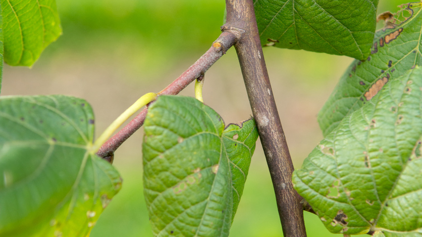 Tilia platyphyllos 'Rubra' pędy
