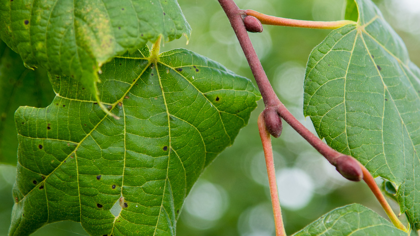 Tilia platyphyllos 'Rubra' pędy