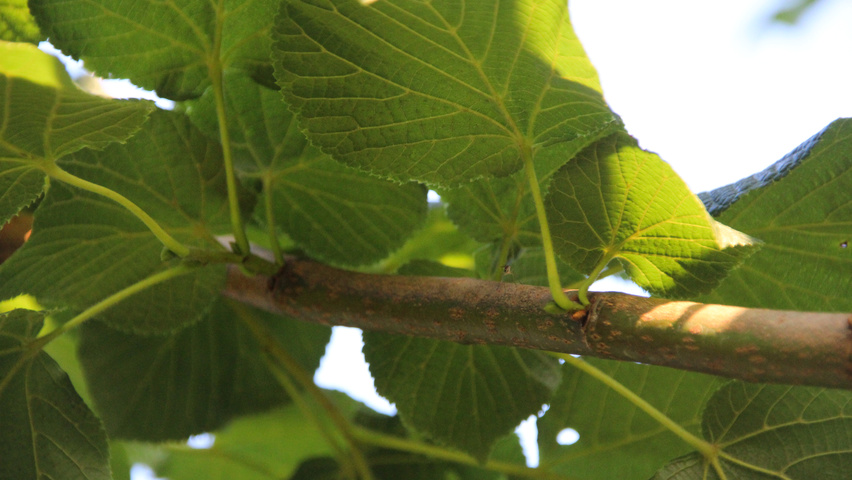 Tilia platyphyllos twigs