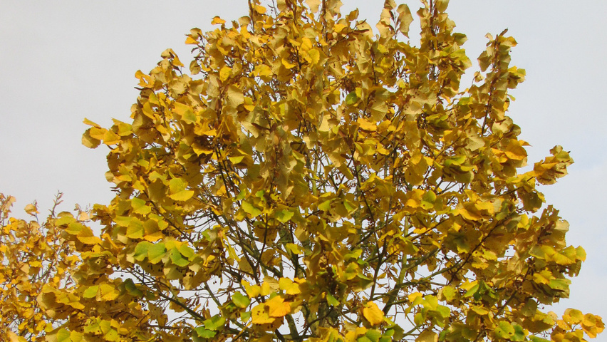 Tilia tomentosa autumn leaves