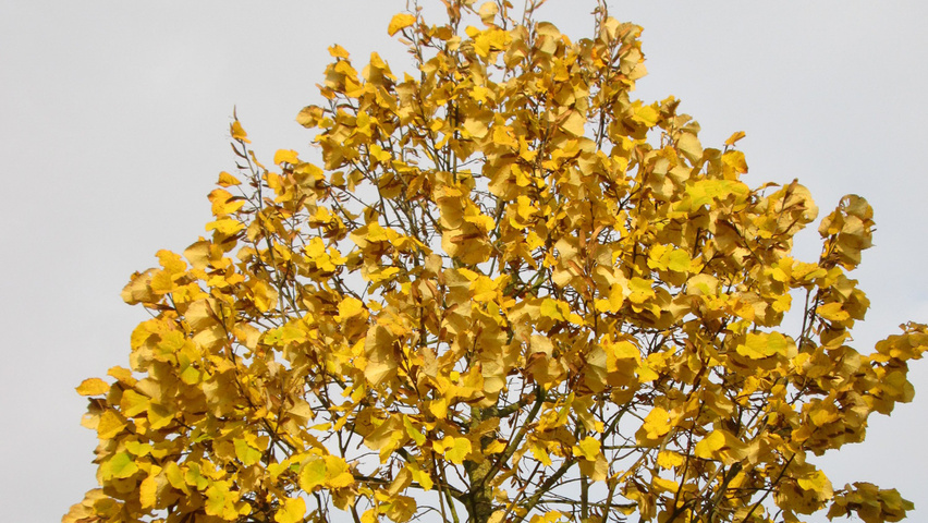 Tilia tomentosa autumn leaves