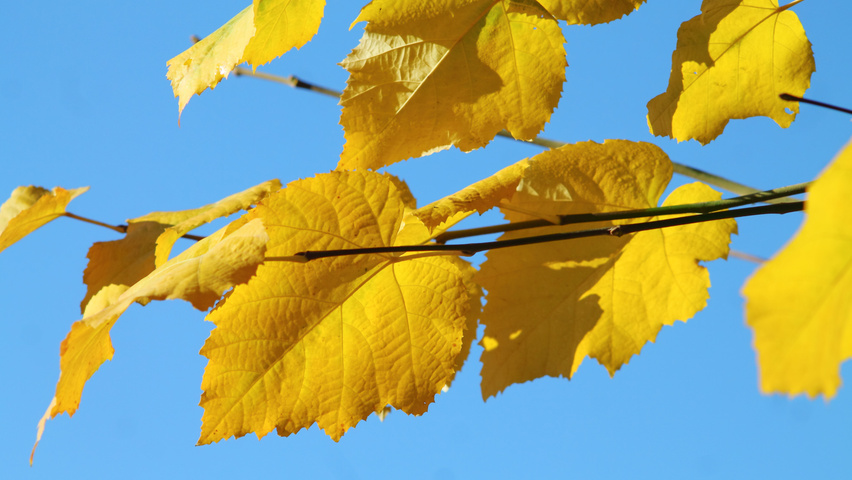 Tilia tomentosa autumn leaves