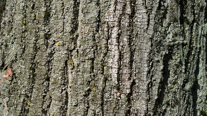 Tilia tomentosa bark
