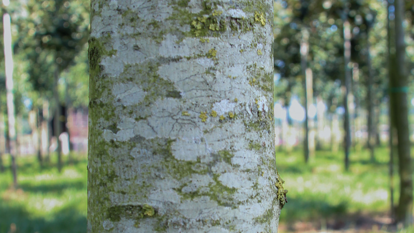 Tilia tomentosa bark