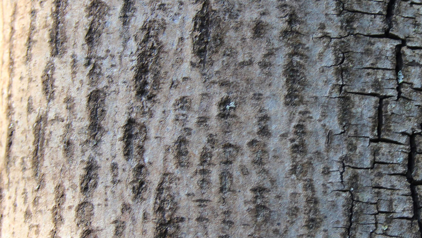 Tilia tomentosa bark