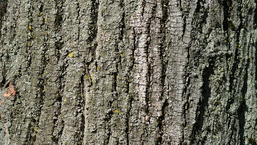 Tilia tomentosa bark