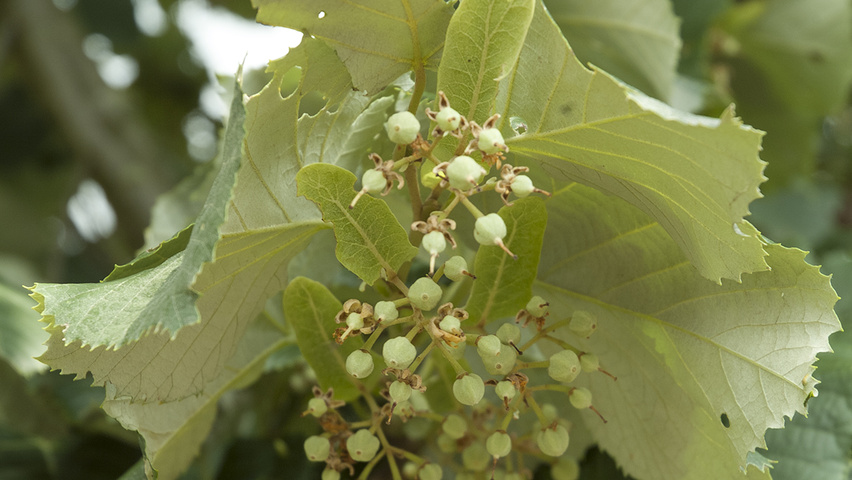 Tilia tomentosa 'Brabant' fruits
