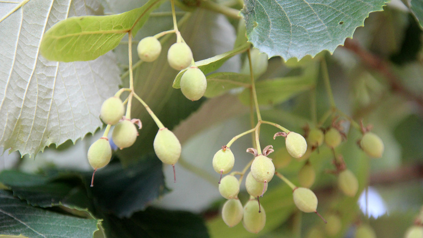 Tilia tomentosa 'Brabant' fruits
