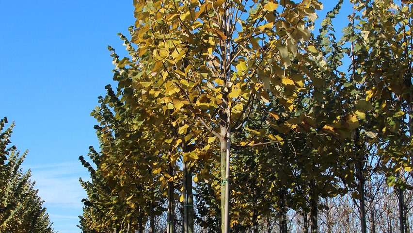 Tilia tomentosa 'Brabant' standard tree