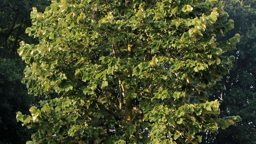 Tilia tomentosa 'Brabant' standard tree