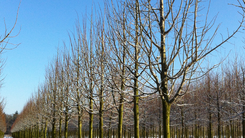 Tilia tomentosa 'Brabant' standard tree