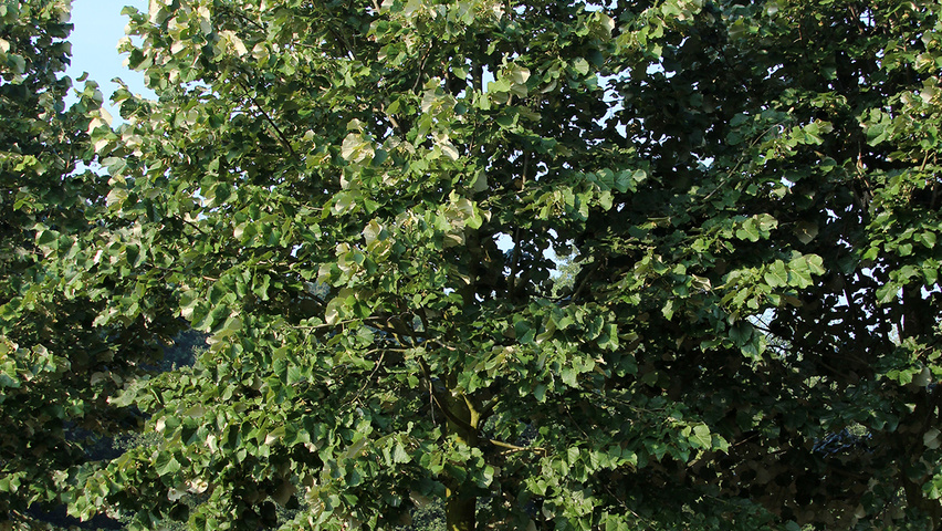 Tilia tomentosa 'Brabant' standard tree