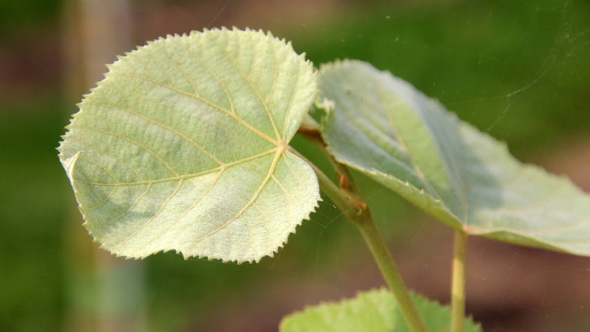 Tilia tomentosa 'Brabant' leaves