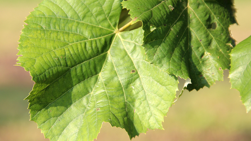 Tilia tomentosa 'Brabant' leaves