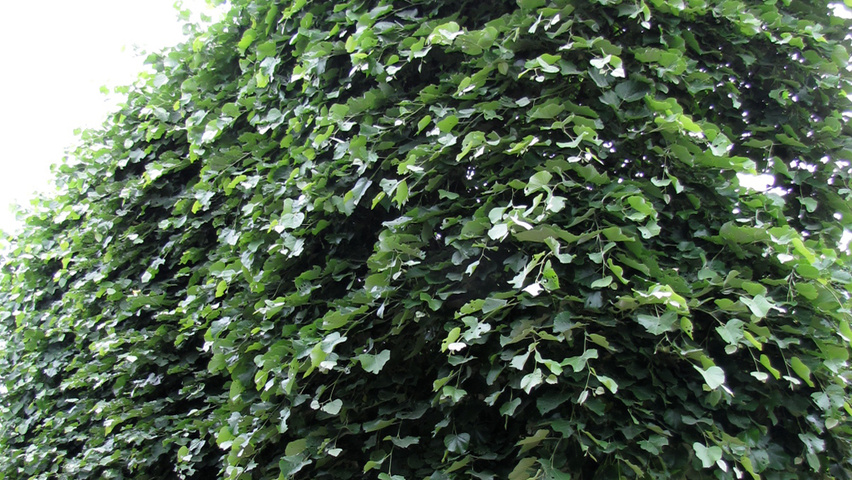 Tilia tomentosa 'Brabant' pleached