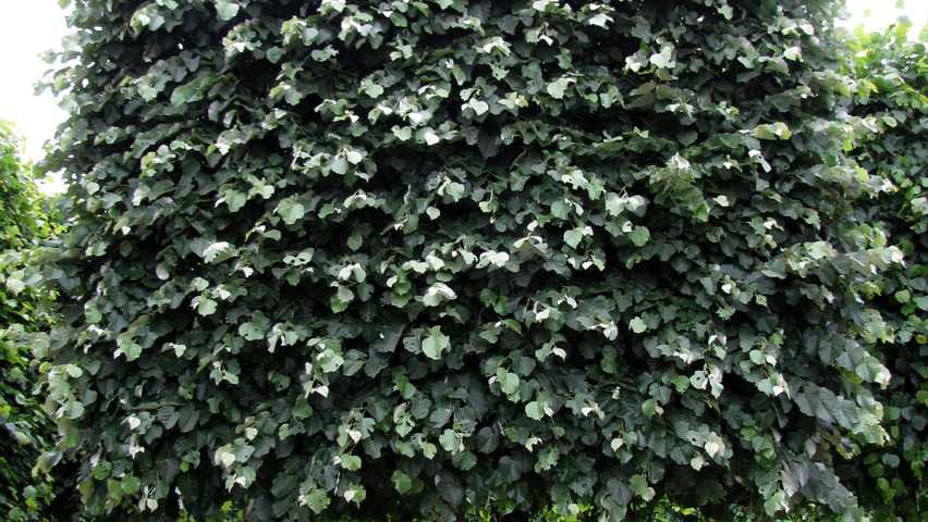 Tilia tomentosa 'Brabant' pleached