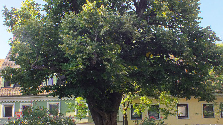 Tilia tomentosa characteristic