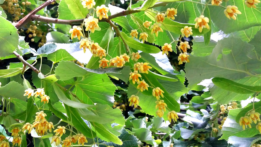 Tilia tomentosa flowers