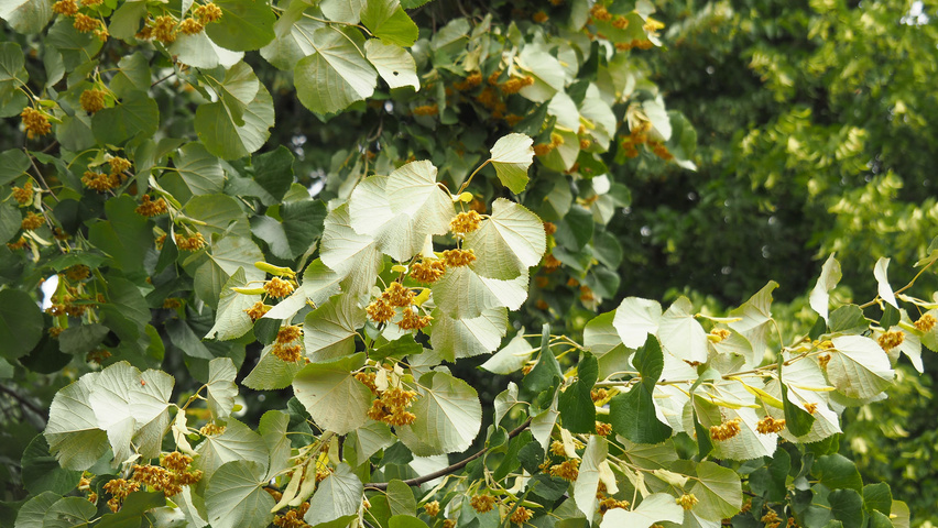 Tilia tomentosa flowers
