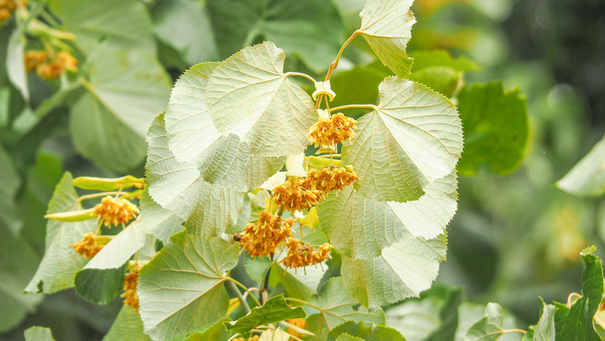 Tilia tomentosa flowers