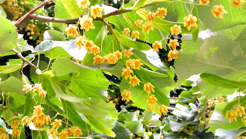 Tilia tomentosa flowers