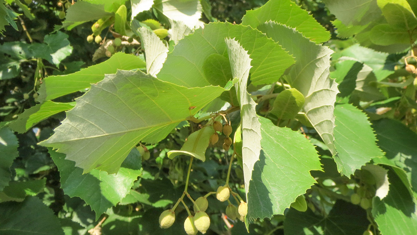Tilia tomentosa fruits