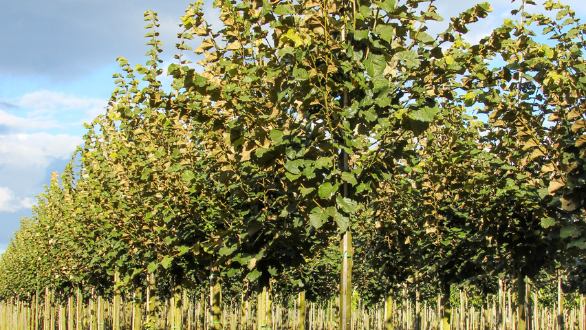 Tilia tomentosa standard tree