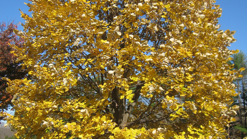 Tilia tomentosa standard tree